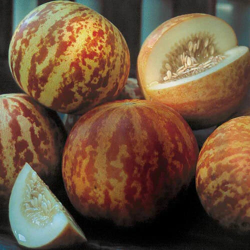 Tigger Melon Seeds | Heirloom Non-GMO | Watermelon Variety | Cucumis melo 'Tigger' | Free Shipping
