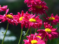 Painted Daisy Seeds - 50+ Non-GMO Robinson Giant Mix - Perennial Flower Seeds for Garden