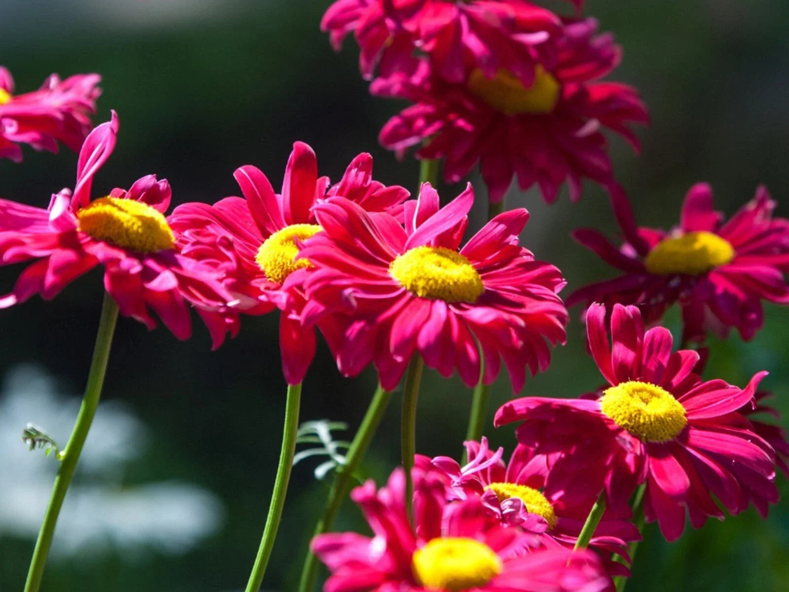 Painted Daisy Seeds - 50+ Non-GMO Robinson Giant Mix - Perennial Flower Seeds for Garden