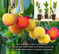 Compact Strawberry Tree Specimen - Shrub, Evergreen, Red Fruit, Arbutus unedo 'Compacta'
