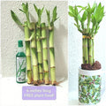 6" Lucky Bamboo Plant - 5 Stalks, Rooted, Feng Shui Decor, Perennial - Perfect Gift, Free Plant Food Included