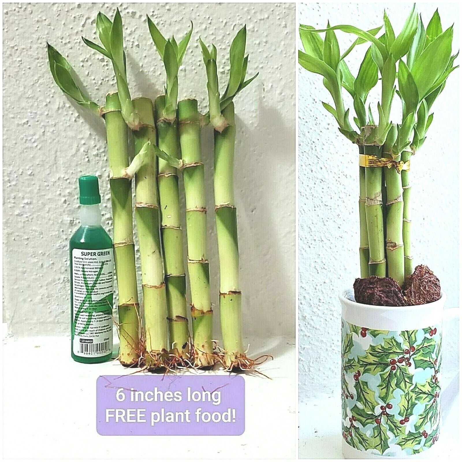 6" Lucky Bamboo Plant - 5 Stalks, Rooted, Feng Shui Decor, Perennial - Perfect Gift, Free Plant Food Included