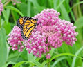 Swamp Rose Milkweed Seeds - 50+ Native Wildflower Seeds for Patio & Container Flower Garden - Asclepias incarnata