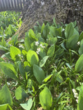 Lily of the Valley Bare Root Plants 40 Pack - Shade Ground Cover - Convallaria majalis