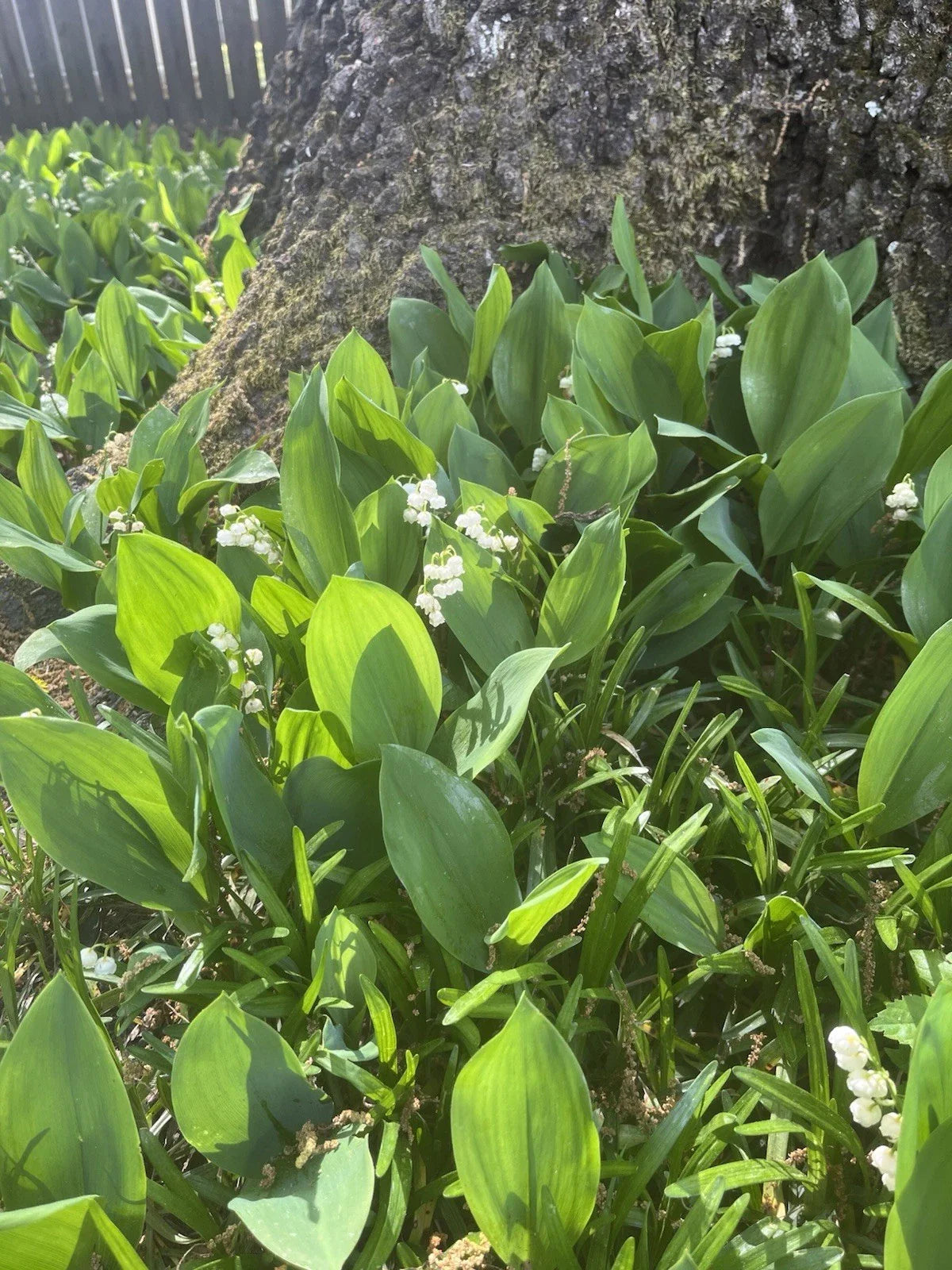 Lily of the Valley Bare Root Plants 40 Pack - Shade Ground Cover - Convallaria majalis