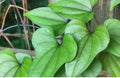 Live Chinese Yam Plants - 3 Well Rooted Cinnamon Vine - Dioscorea Opposita - Edible Tubers for Garden or Indoor Use