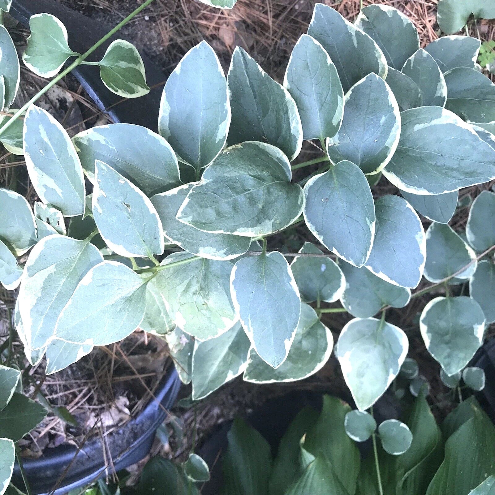 Variegated Vinca Periwinkle Starter Plants - 6 Bare Root Trailing Vines - Ideal for Garden and Hanging Planters