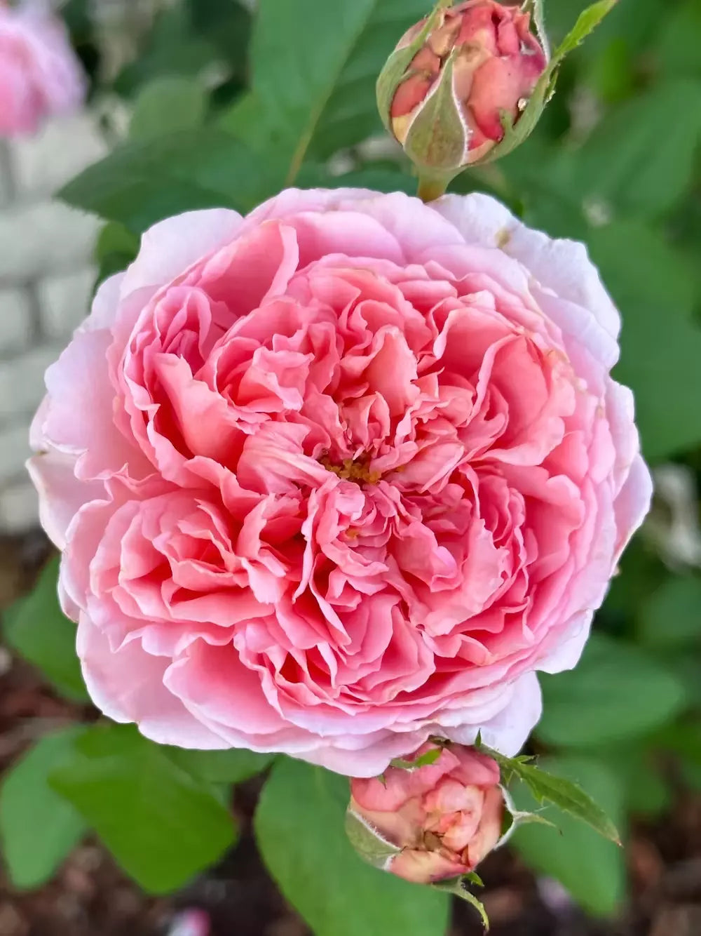 Prairieville Prince Rose Plant Cuttings - 4 Live Flower Cuttings - Rosa Hybrid