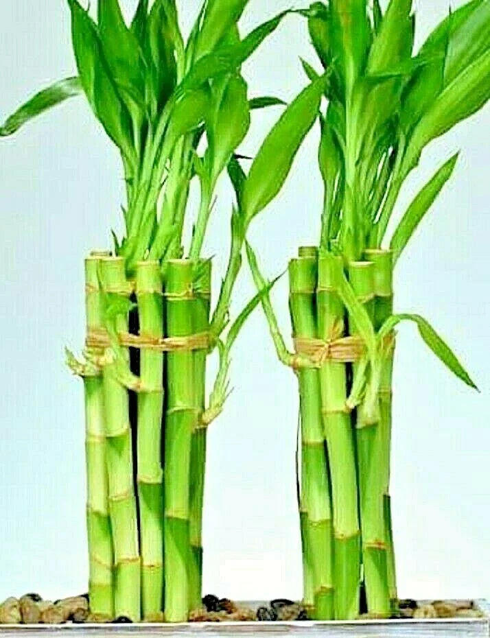 Lucky Bamboo Plant - 8" Long, 6 Stalks, Easy Care Indoor Water Plant, Feng Shui Decor, Dracaena sanderiana