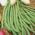 Topcrop Bush Bean Seed 50+ | Snap Bush Bean | Phaseolus vulgaris | Non-California Shipping