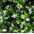 Star Jasmine Cuttings - 10 Pack - Trachelospermum jasminoides - Easy to Grow, Fragrant Vines, Free Shipping