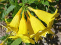 Yellow Trumpetbush Seeds - 20+ Rare Exotic Seeds for Gardening - Tecoma stans