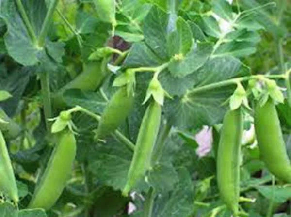 Sugar Snap Daddy Pea Seeds - Heirloom, Non-GMO, 100+ Seeds - Perfect Peas (Pisum sativum)