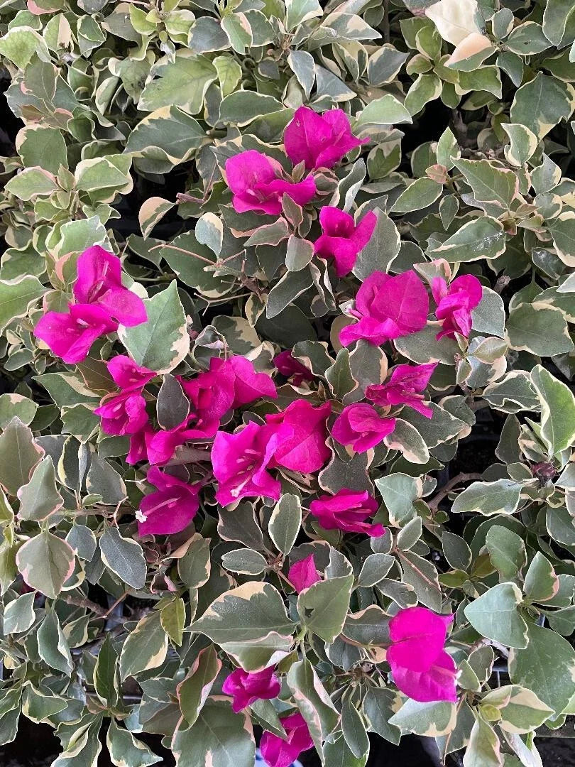 Claret Red Variegated Bougainvillea Starter Plant - Well Rooted Bougainvillea glabra