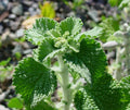 White Horehound Herb Seeds - 500 Count - Marrubium vulgare - Medicinal Herb for Tea and Culinary Use