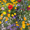 Deer Resistant Wildflower Mix Seeds 200+ Colorful Coneflower Mix - USA Grown, Easy to Plant - Great for Pollinators