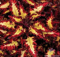 Coleus Seeds - 25+ Red Yellow Varieties for Garden Planting - Free Shipping - Ideal for USA Gardens