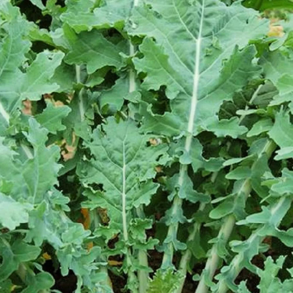 White Russian Kale Seeds - Heirloom NON-GMO - Fresh Garden Seeds - Brassica oleracea
