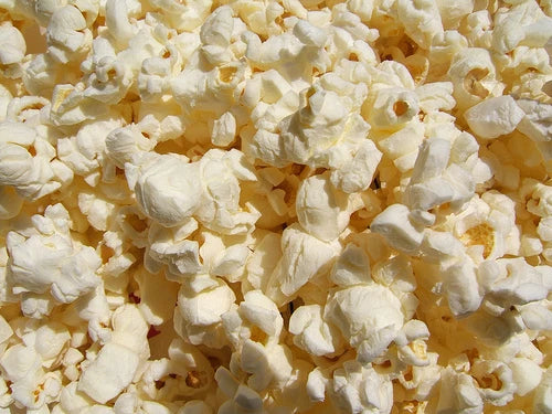 Purdue 305 Popcorn Seed - Non-GMO Fresh Seeds for Planting - Quality Popcorn Variety