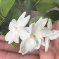 Arabian Sambac Jasmine Plant, White Flowers, 4" Pot, Intensely Fragrant, Jasminum sambac