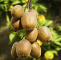 Set of 2 Hardy Kiwi Starter Plants - 4-6" Tall - Actinidia arguta - Rooted Plants for Home Garden