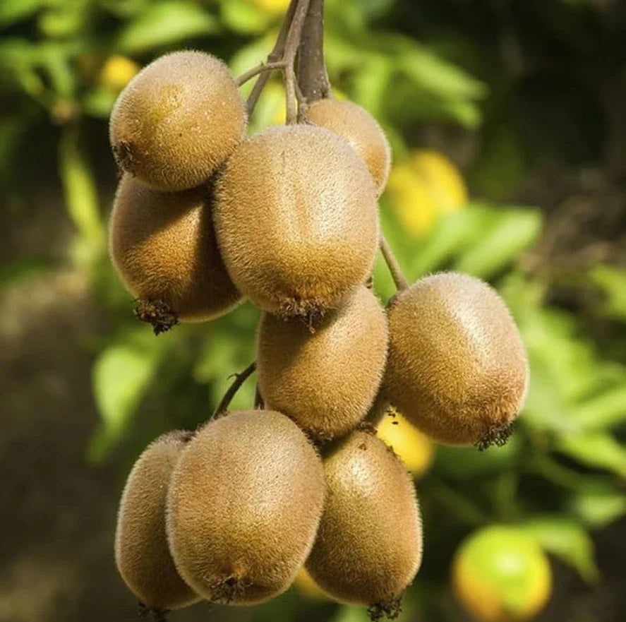 Set of 2 Hardy Kiwi Starter Plants - 4-6" Tall - Actinidia arguta - Rooted Plants for Home Garden