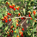 Goji Berry Tree Seeds | Lycium Barbarum | Chinese Superfruit Seeds | 2025 Free Shipping