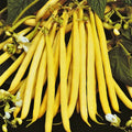 Pencil Pod Yellow Wax Bean Seeds - Gold Heirloom Green Beans - Vegetable Seed 2025 - Great for Home Gardens
