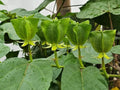Devils Cotton Seeds 30 Pack for Planting - Abroma augusta, Organic, Non-GMO, Rare Flowering Plant Seeds