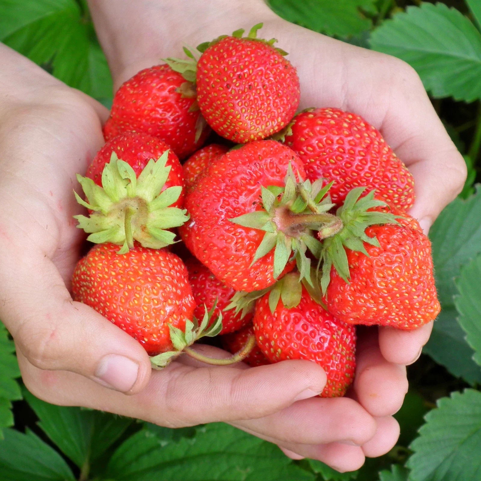 Everbearing Strawberry Roots - Bare Root Plants | Evie Variety | Fragaria × ananassa
