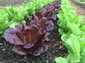 Red Romaine Lettuce Seeds - 500+ Heirloom Organic Non-GMO - Lactuca sativa