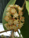 Rare Hoya crassicaulis Rooted Plant 3" Pot
