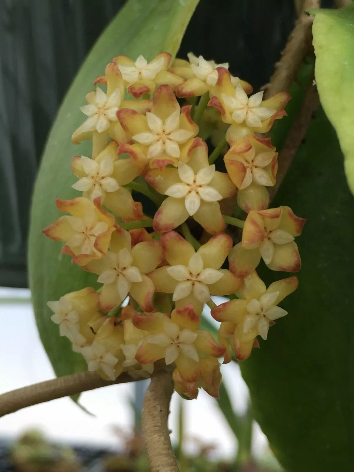 Rare Hoya crassicaulis Rooted Plant 3" Pot