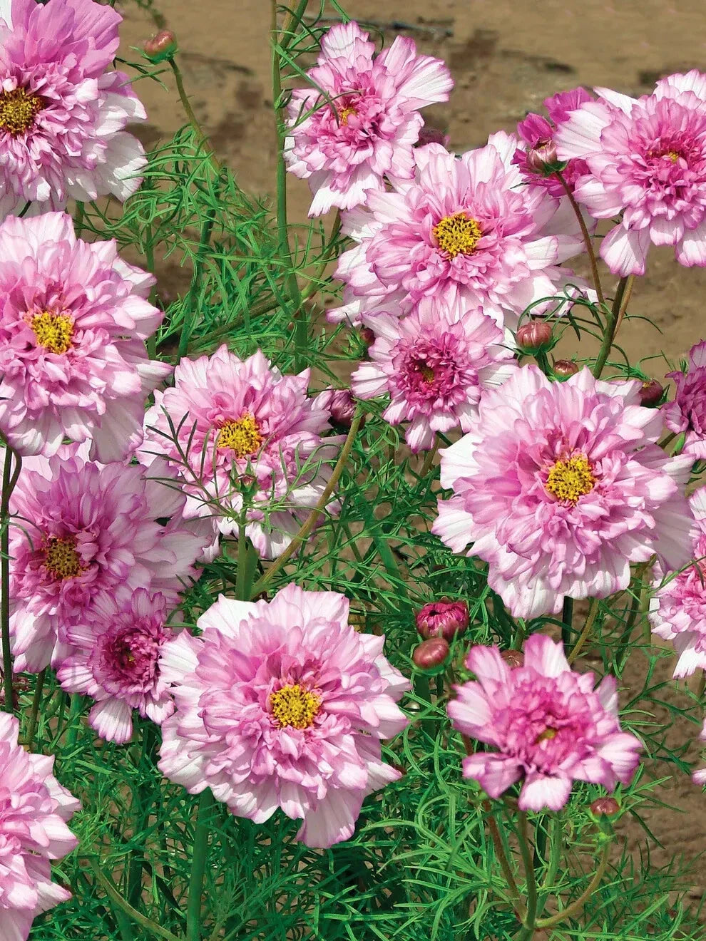 Double Click Bicolor Rose Cosmos Seeds - 200+ Pack - Colorful Garden Flowers - Cosmos bipinnatus - USA Shipping Included