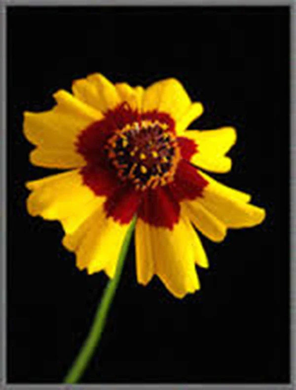 Plains Coreopsis Seeds - 100+ Newly Harvested - Coreopsis tinctoria