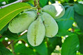 Paw Paw Tree Seeds | 6 Seeds | Edible Fruit Tree | Asimina triloba | Grown in USA