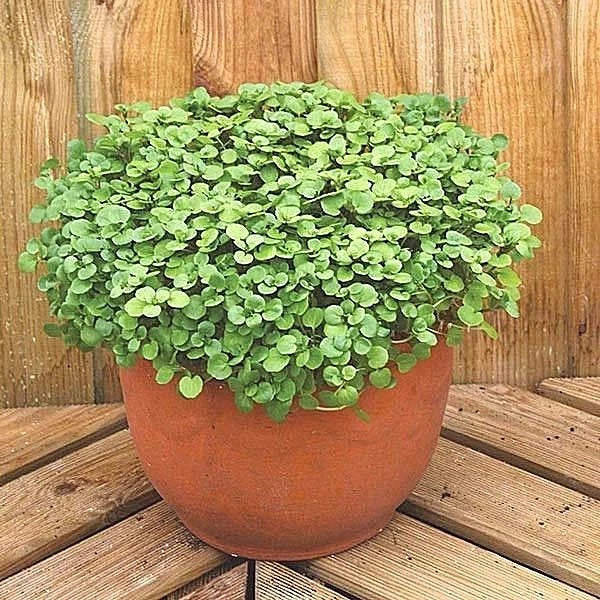 Organic Watercress Seeds for Indoor Sprouting | True Watercress | Container Herb Garden | Nasturtium officinale