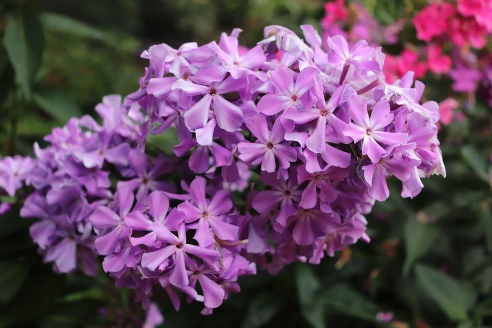 David's Lavender Phlox Seeds - 100+ Count - Garden Planting - Phlox divaricata - USA