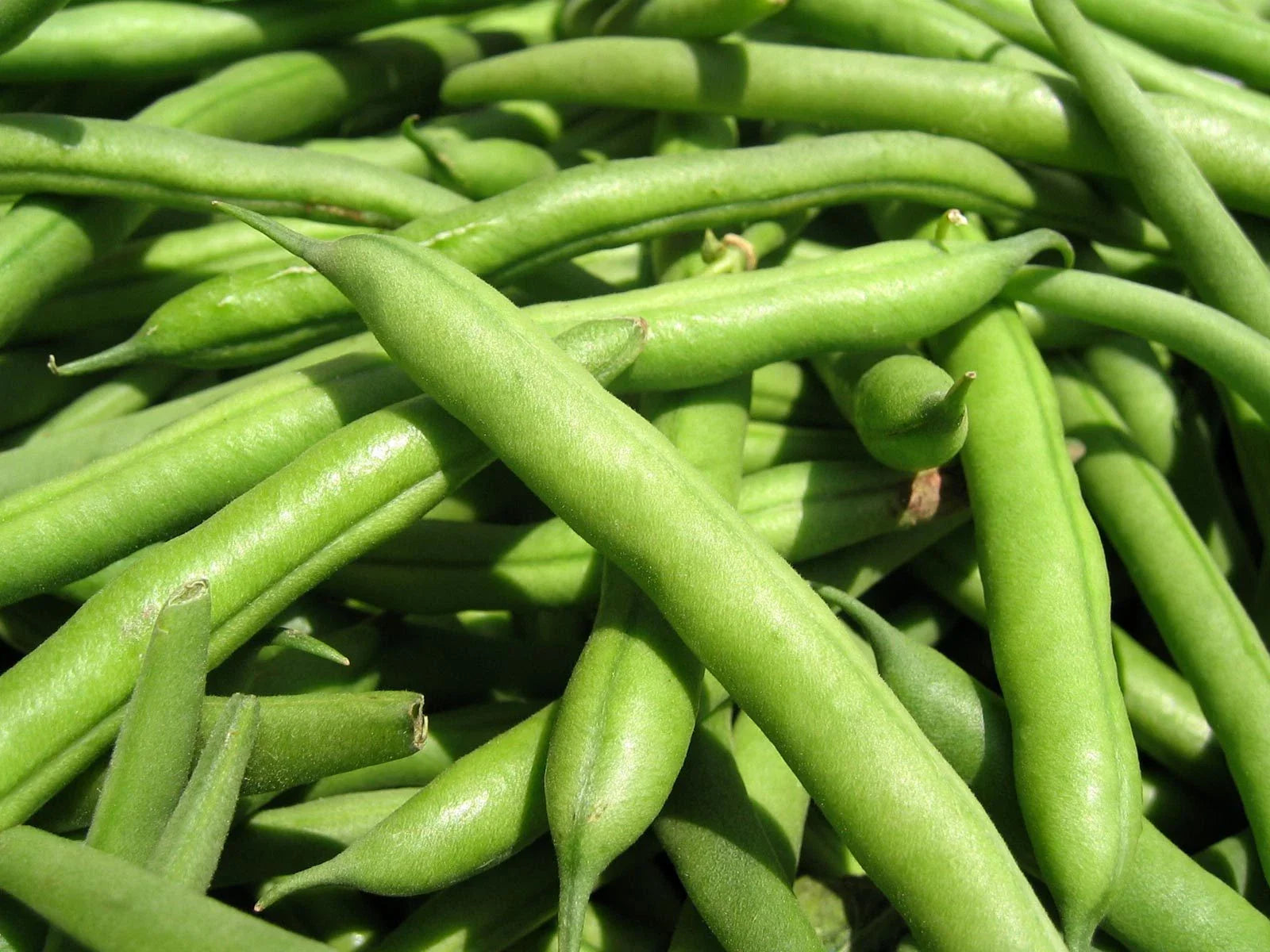Green Bean Seeds - Jade Green Variety - Fresh Seeds for Planting - Phaseolus vulgaris