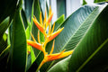 Gold Heliconia Seeds - 10 Pack - Champneana Variety - Tropical Plant for Garden and Landscape