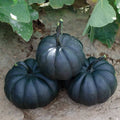 Black Pumpkin Seeds Packet | 10 Seeds | Exotic Black Kat Variety | Cucurbita pepo