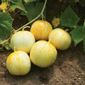 Lemon Cucumber Seeds, Budamkaya Variety, Burpless, Non-GMO, Heirloom, Organic Gardening Supplies