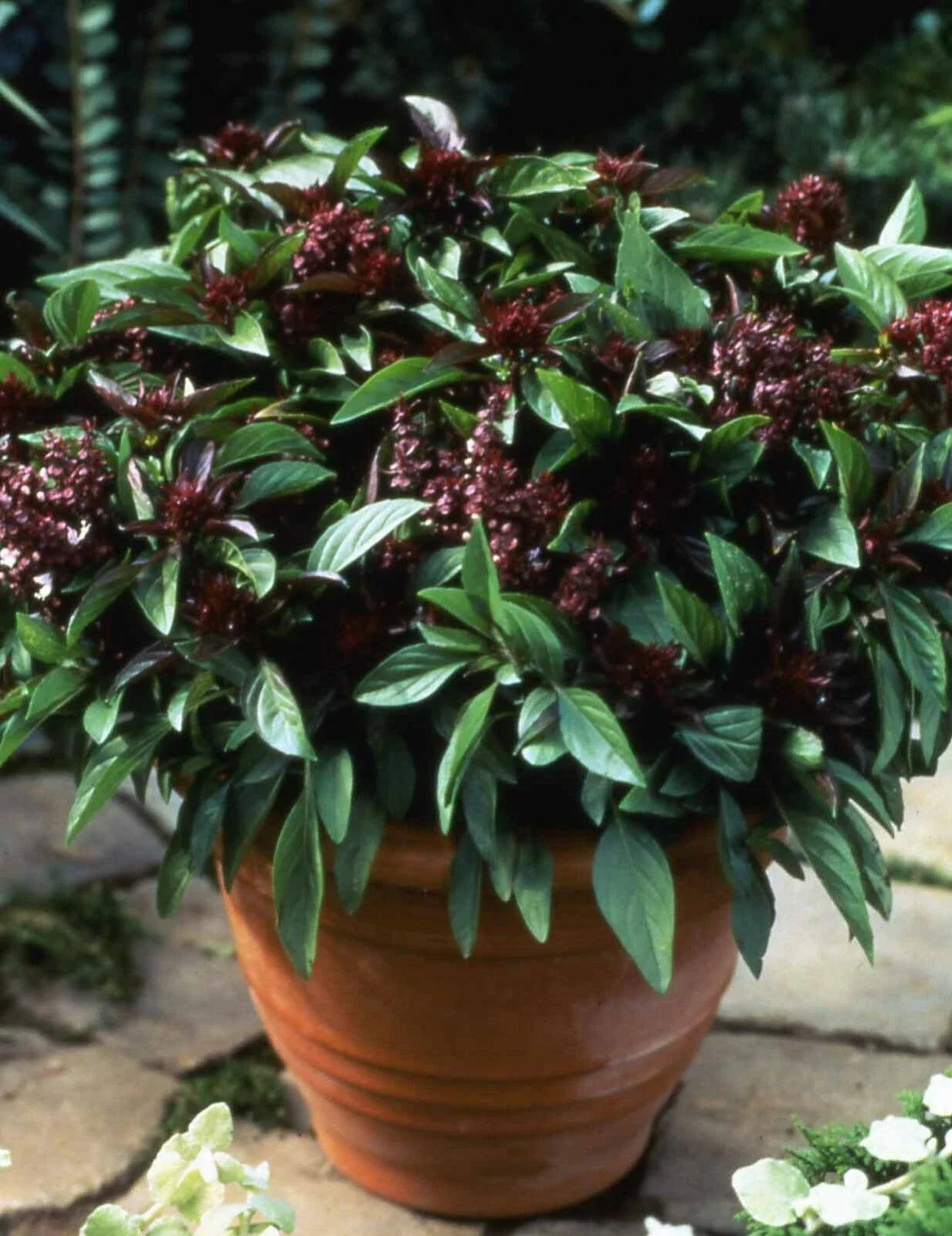 Basil Seeds 500 Count Siam Queen Thai Culinary Herb Non-GMO - Ocimum basilicum