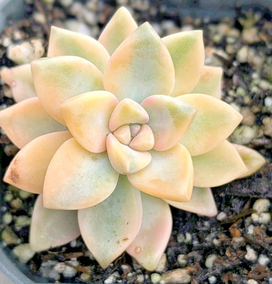 Graptopetalum Paraguayense 'Jester' - 2" Potted Succulent Plant - Unique Colorful Foliage