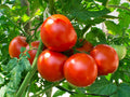 Heat Tolerant Tomato Seeds - 25 Count - Homestead Variety - Perfect for Warm Climates (Solanum lycopersicum)