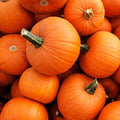 New England Pie Pumpkin Seeds | Heirloom Non-GMO Variety | Cucurbita pepo | 1077