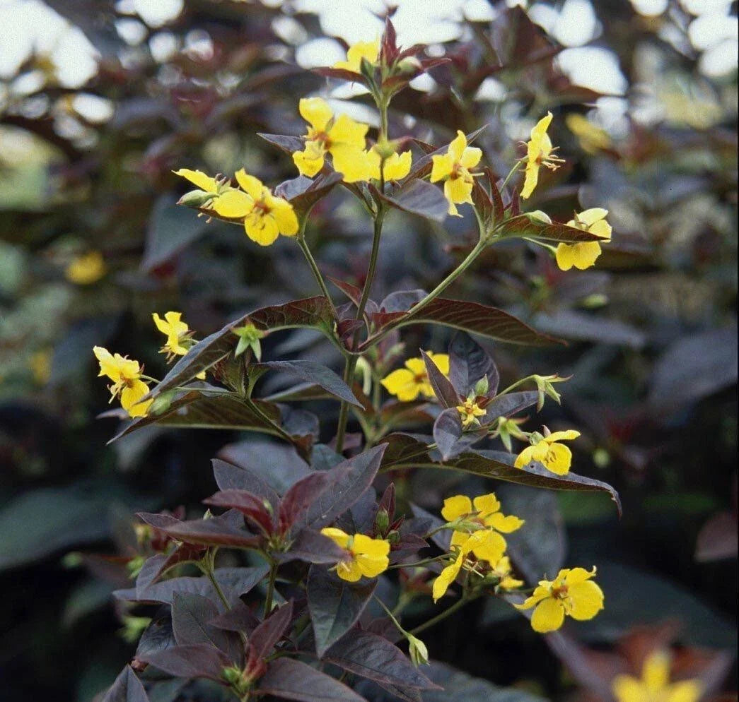 Firecracker Loosestrife Plants - 4 Bareroot Young Hummingbird Attractors - Lysimachia