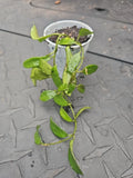 Hoya Lacunosa Tropical Wax Plant - 2.5" Pot - Fragrant Vining Houseplant