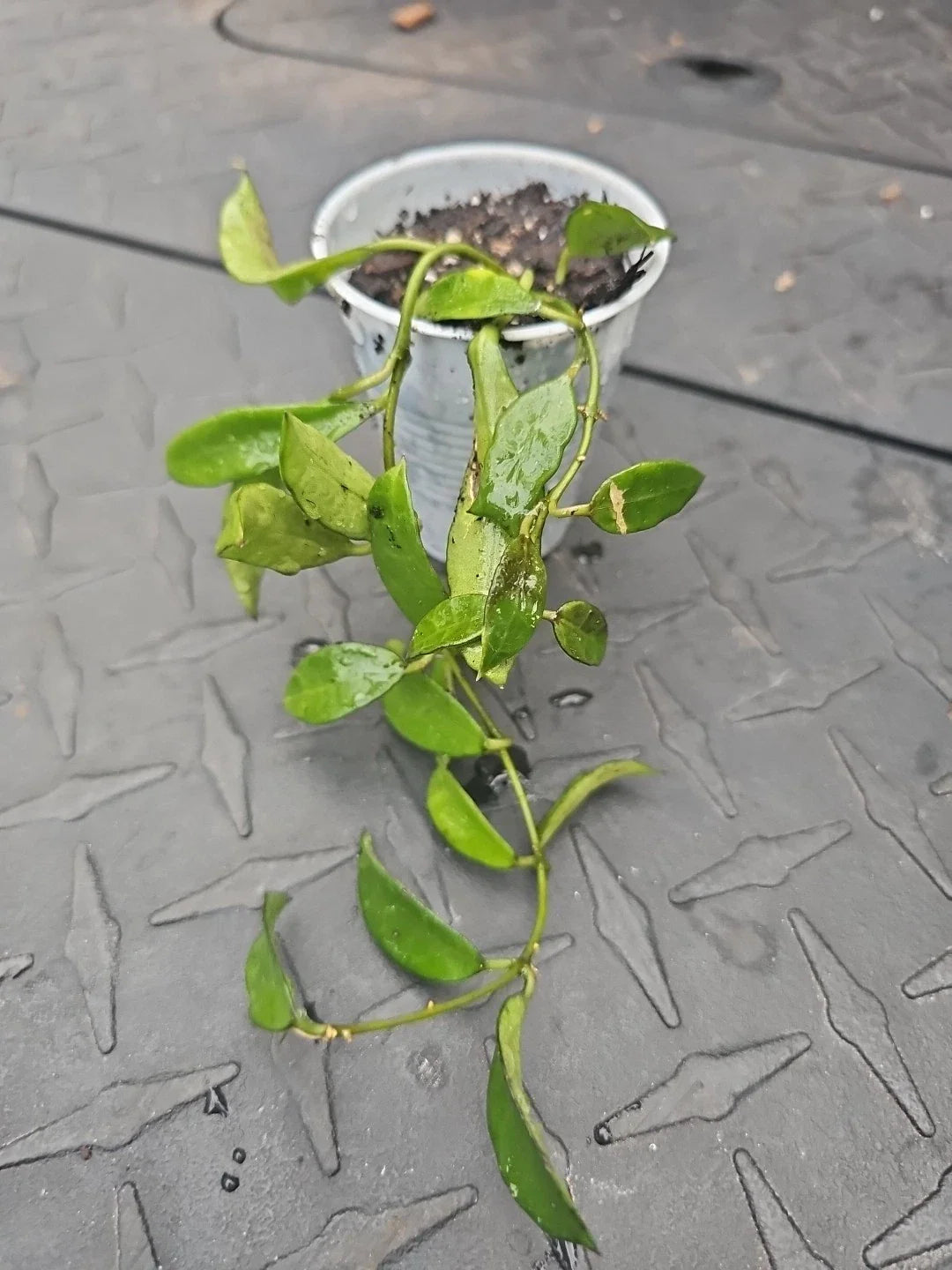 Hoya Lacunosa Tropical Wax Plant - 2.5" Pot - Fragrant Vining Houseplant