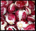 Radicchio Seeds - 5,000 Bulk Seeds - Rouge De Verona Red Chicory - Cichorium intybus